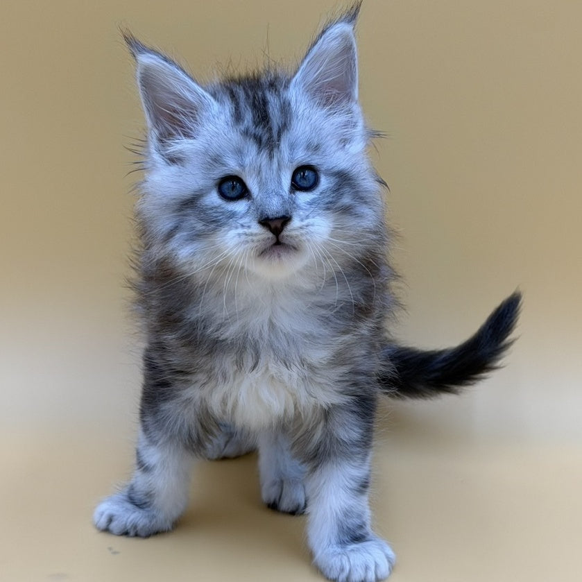 Hammer Maine Coon male, black silver tabby