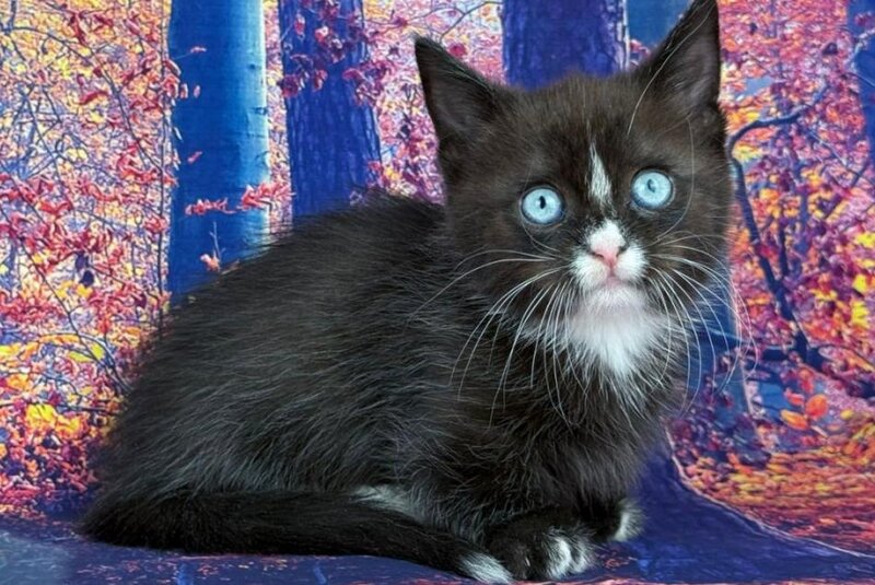 Zevs Munchkin male, black bicolour