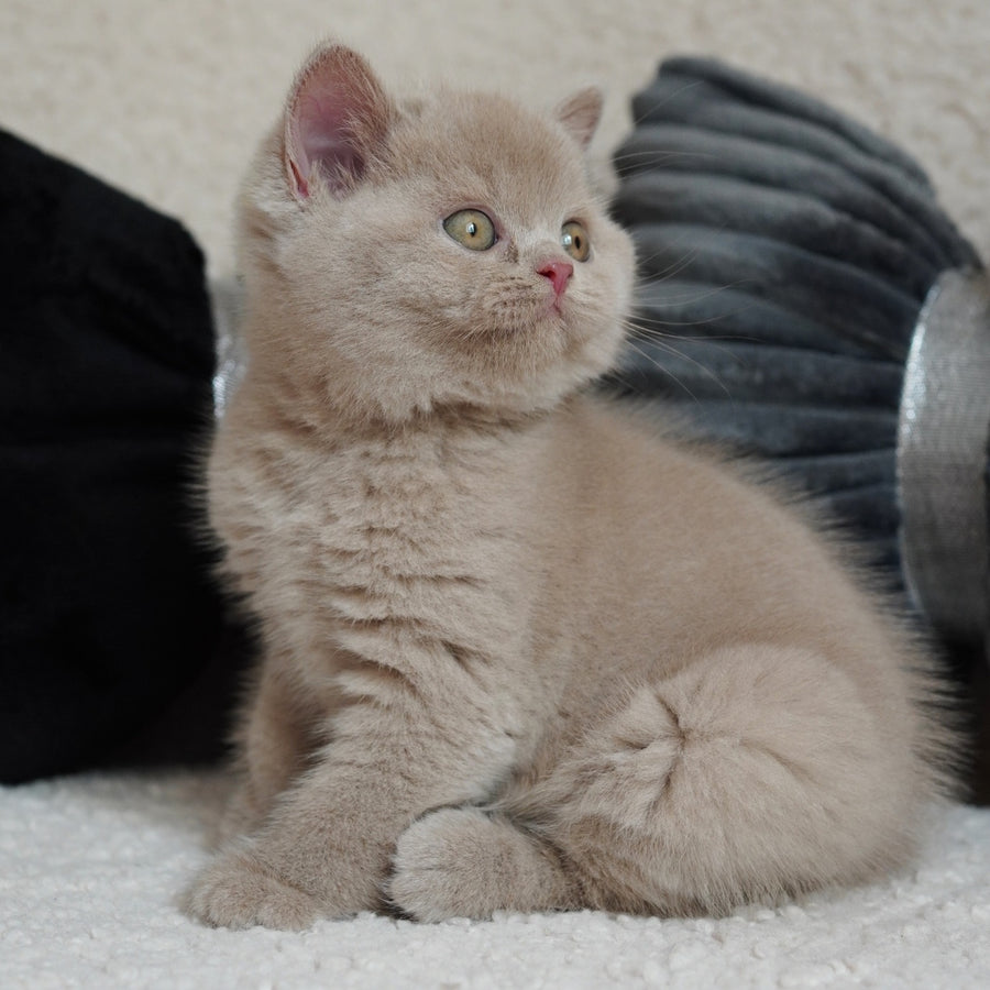 Ulysses British Shorthair male, fawn