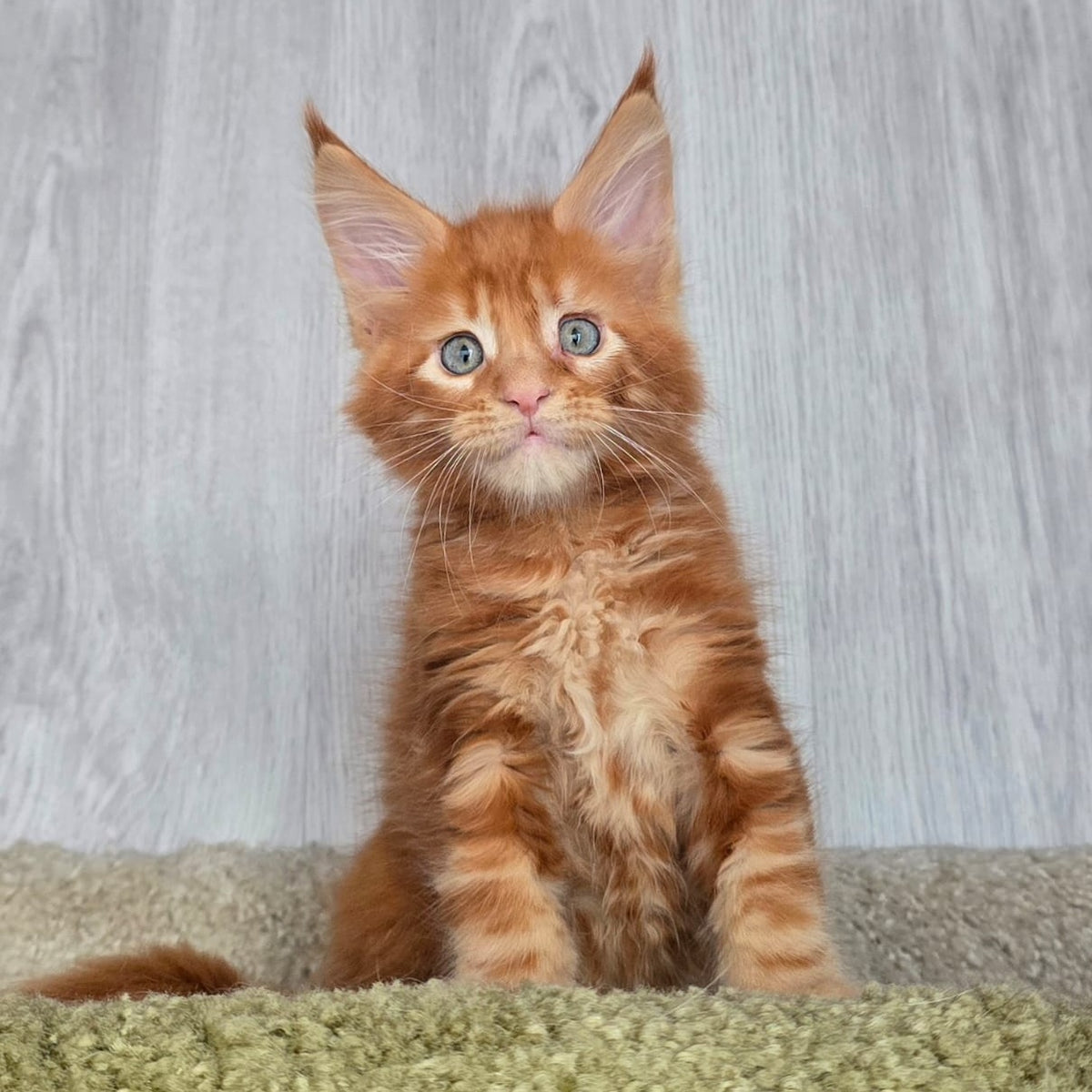 Elvin Maine Coon male, red