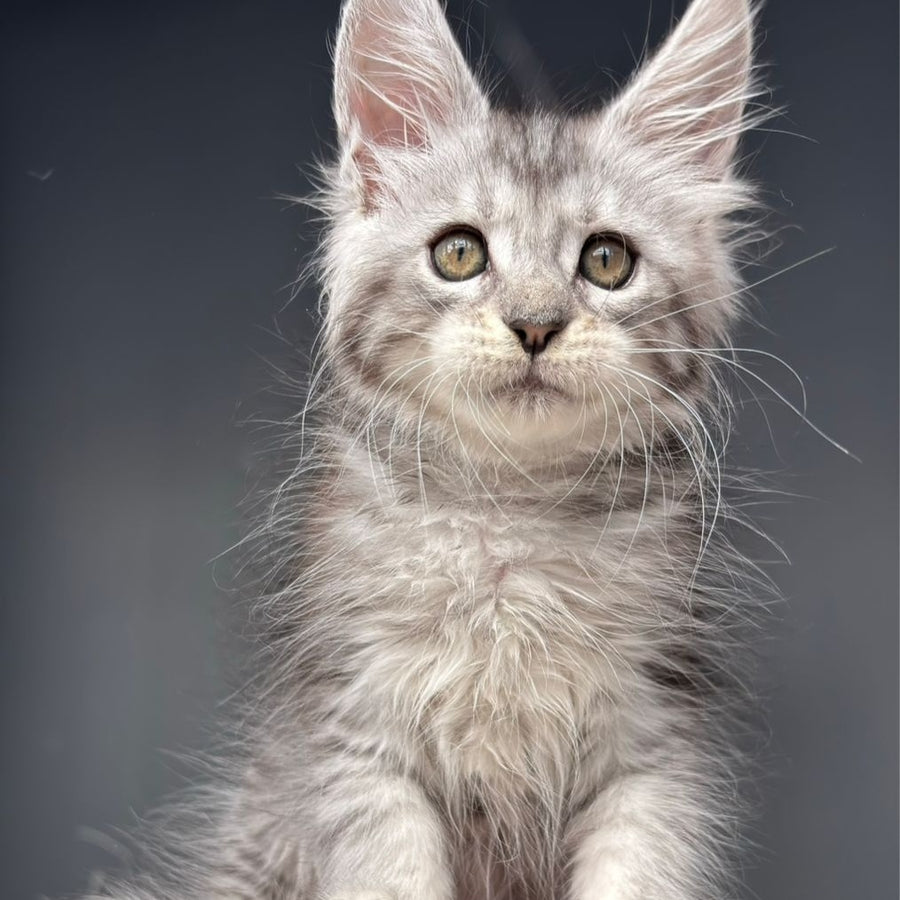 Diana Maine Coon female, black silver spotted tabby