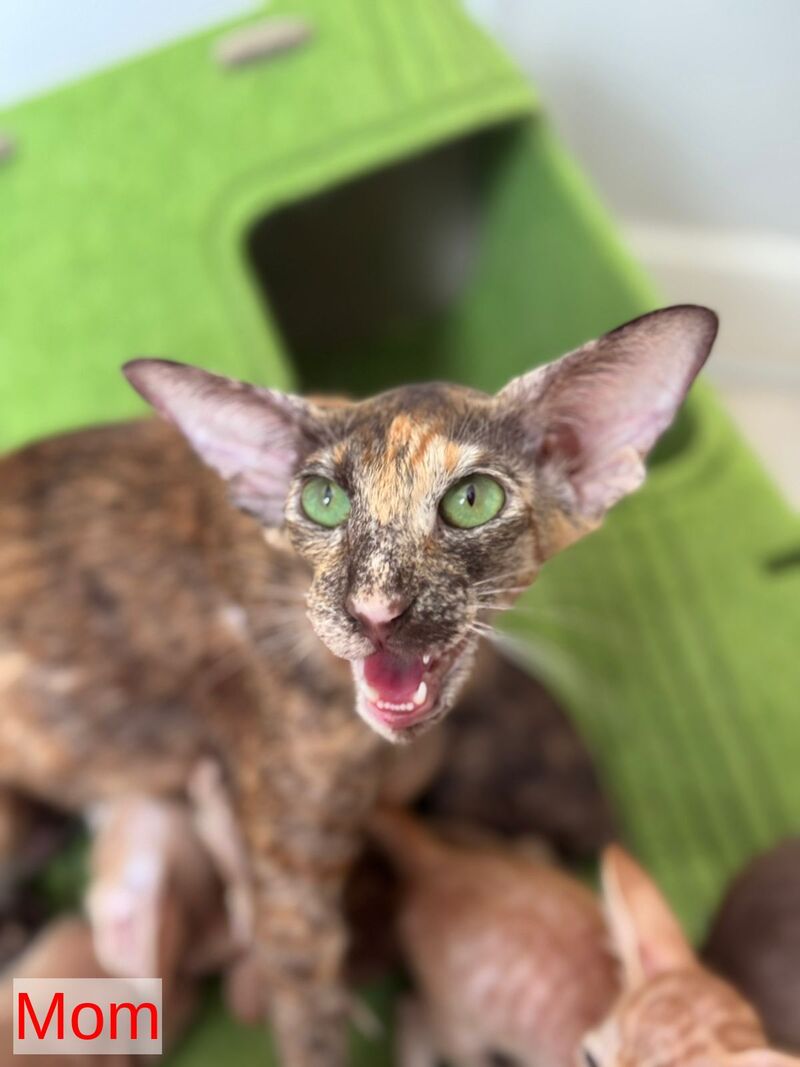 Luna Oriental Shorthair female cinnamon tortie - live animals