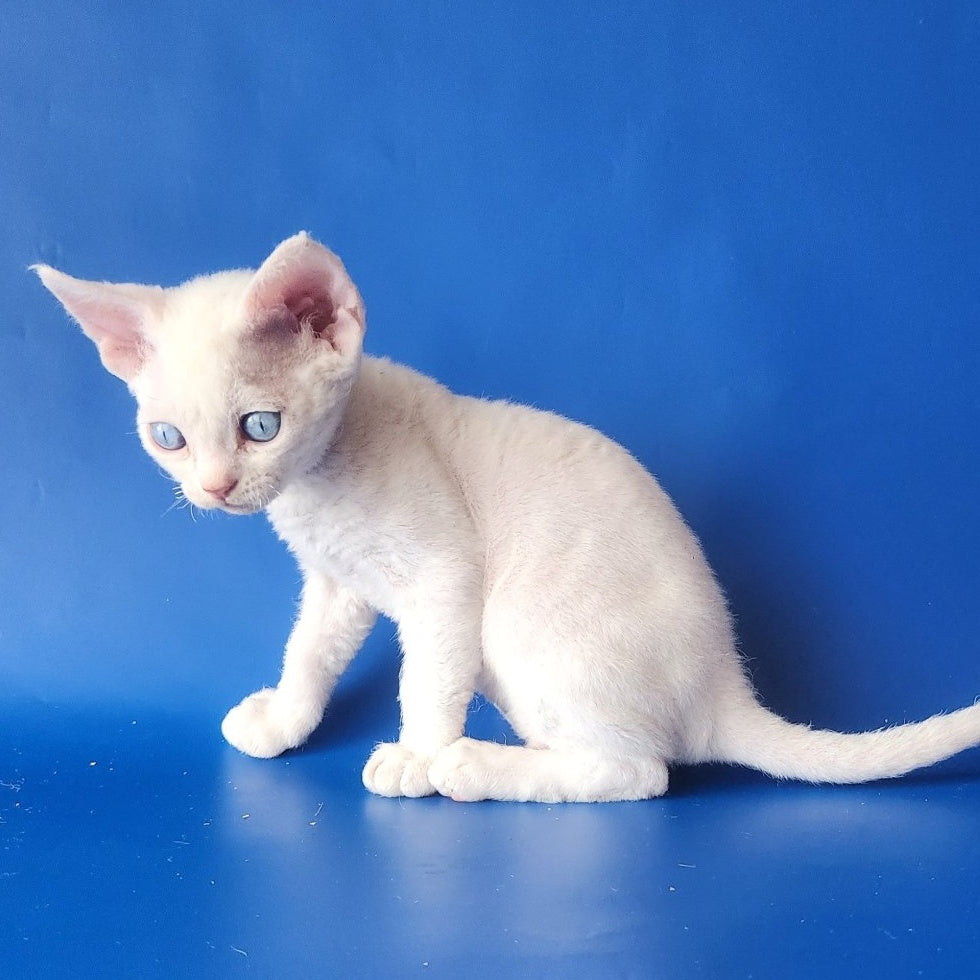Marina Devon Rex female, white