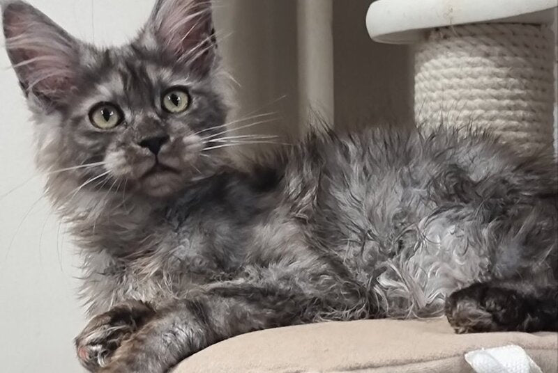 Cassia Maine Coon female black silver - live animals