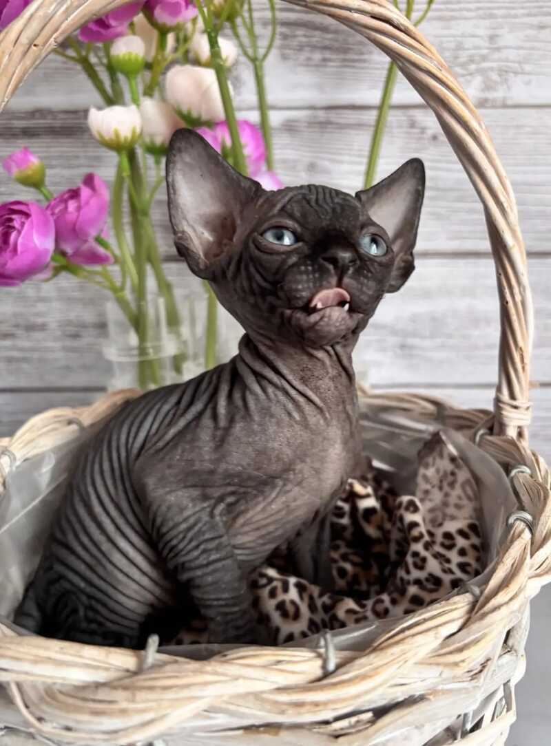 Aziza Canadian Sphynx female black - live animals
