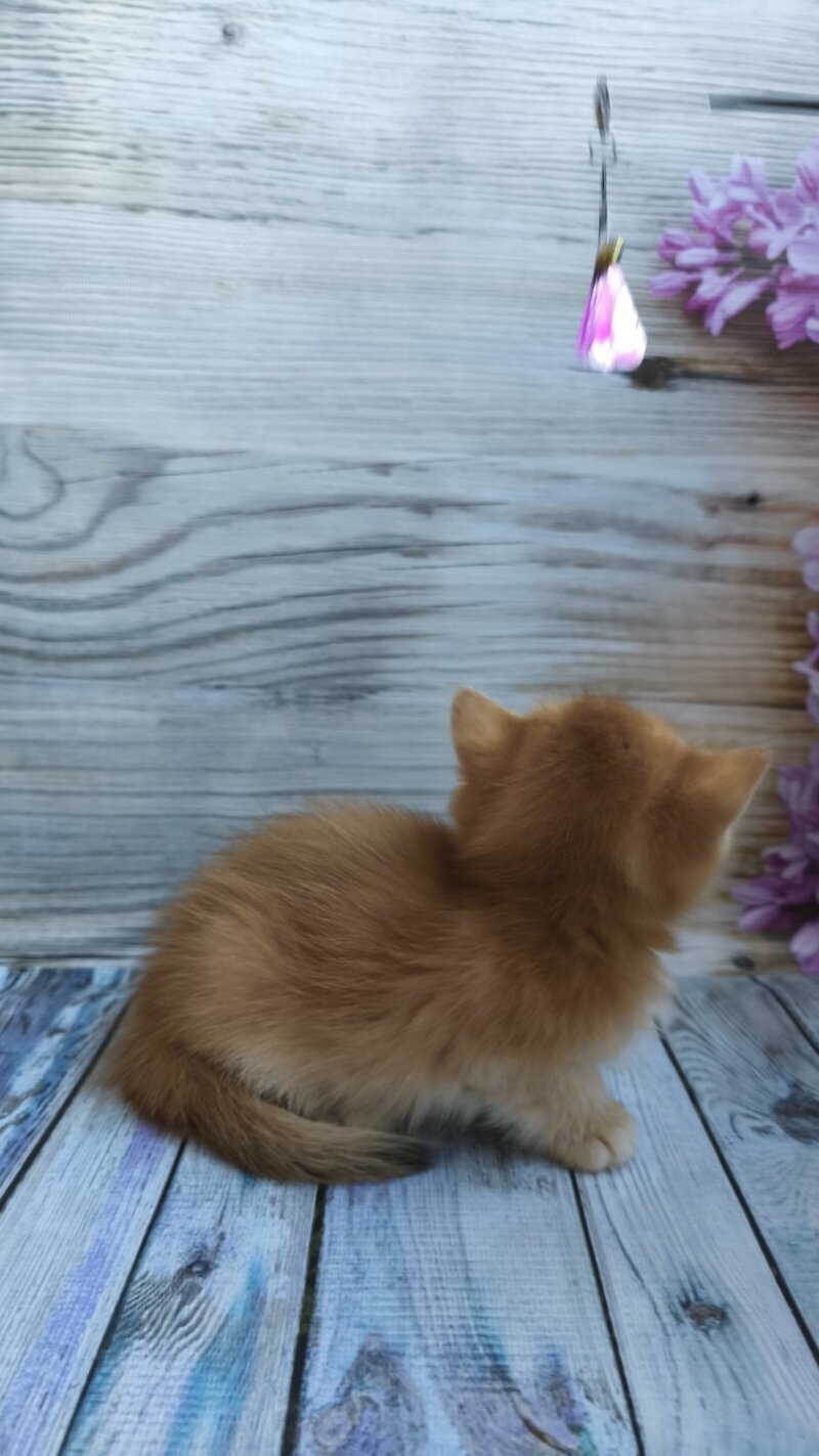 Sansara British Shorthair female black golden chinchilla live animals