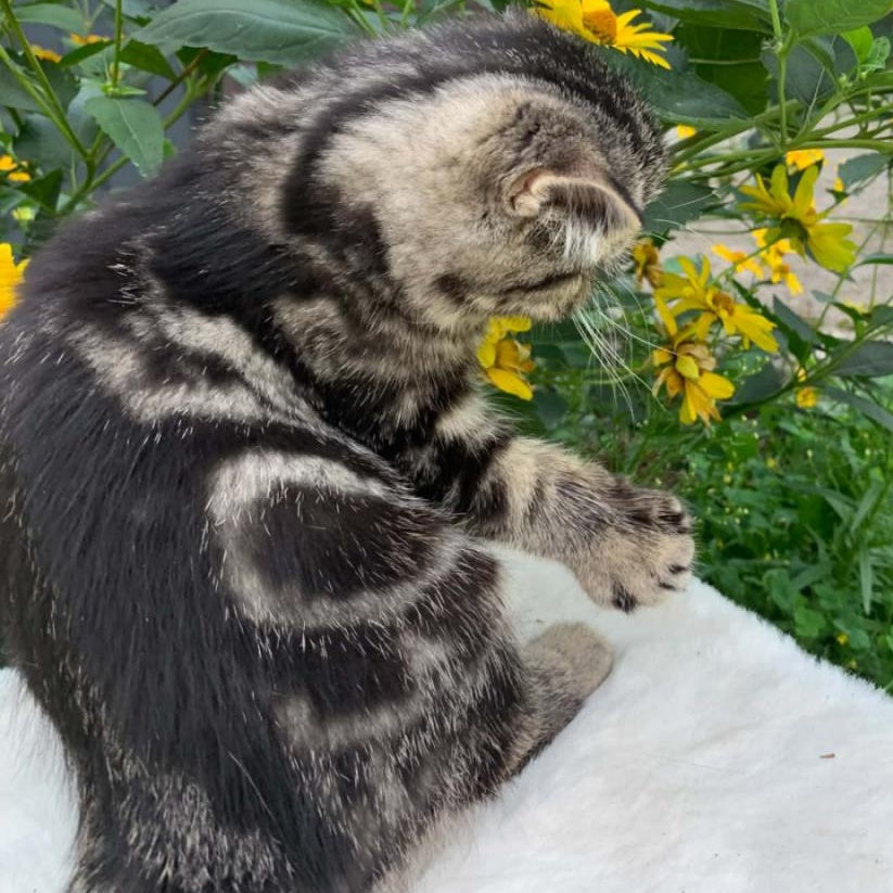 Milky Way Exotic male, black tabby