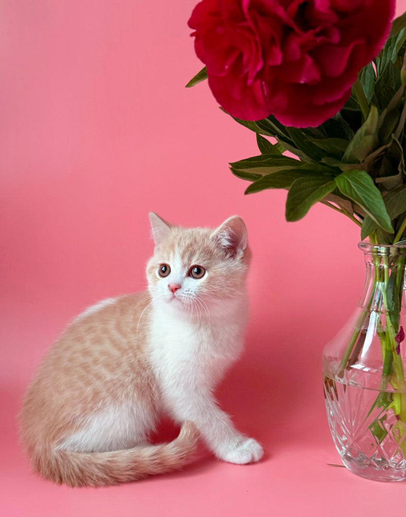 Luigi British Shorthair male, cream bicolour