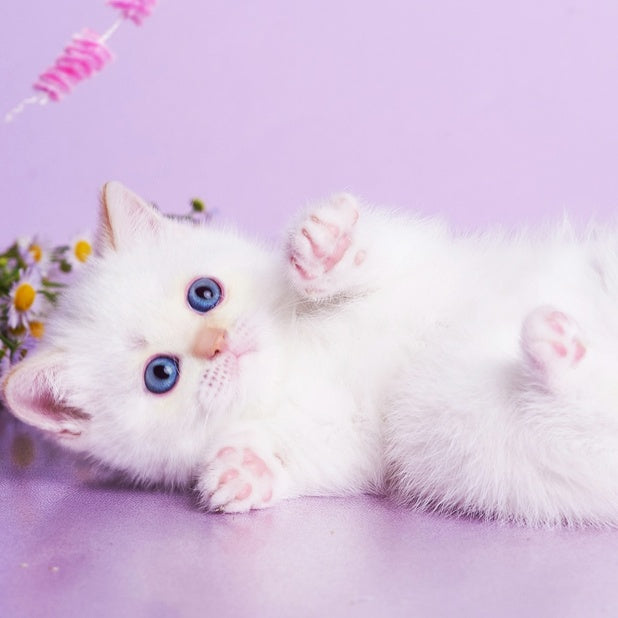Aliaska British Shorthair female, red pointed