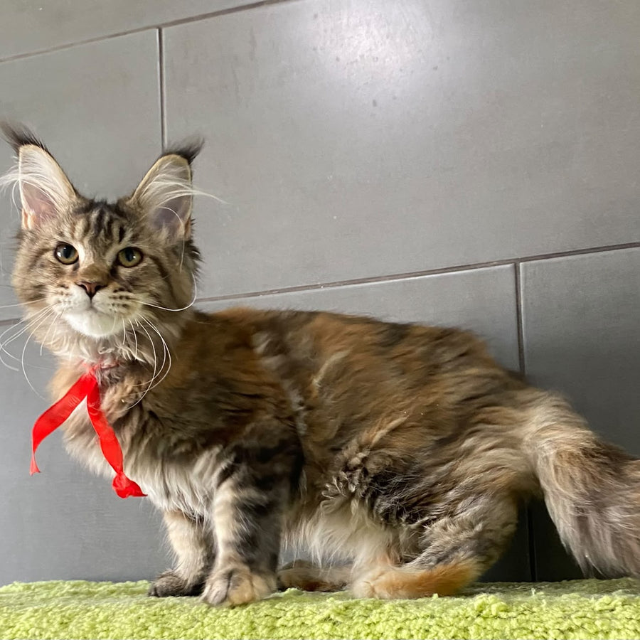 Six Maine Coon female, black tortie tabby