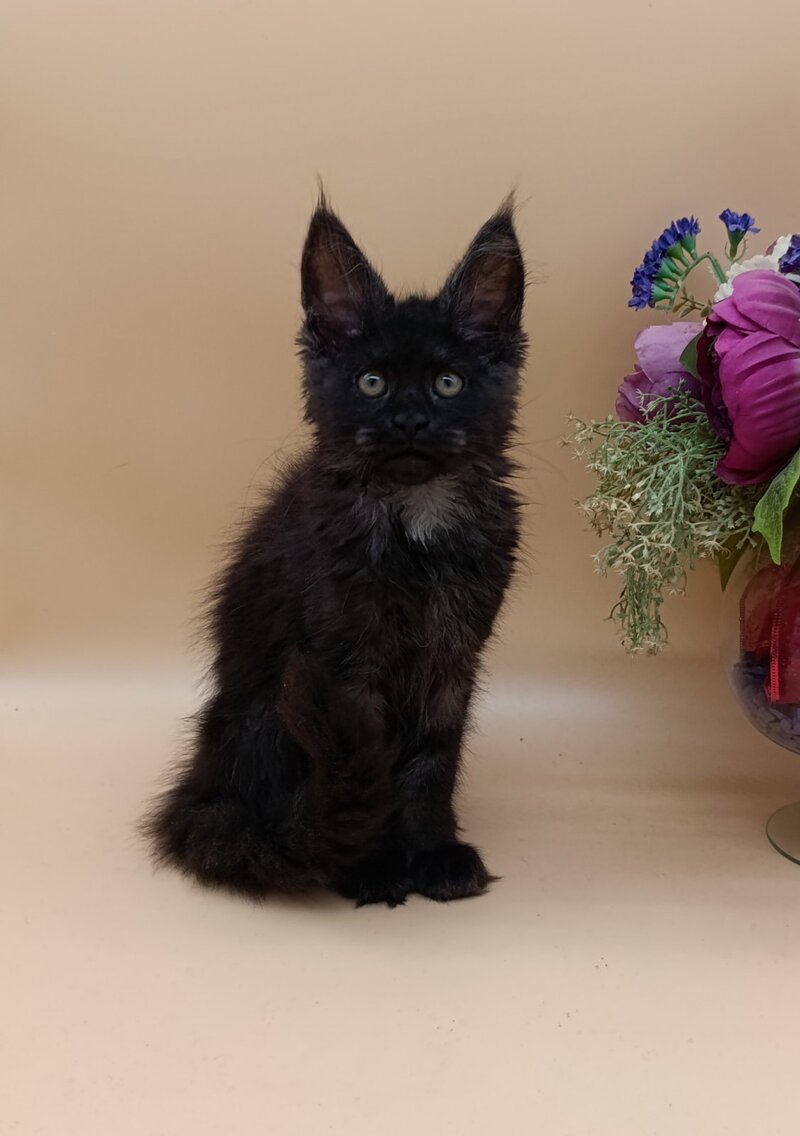 Isabelle Maine Coon female black silver - live animals