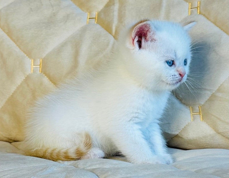 Elio British Shorthair male, red golden shaded pointed