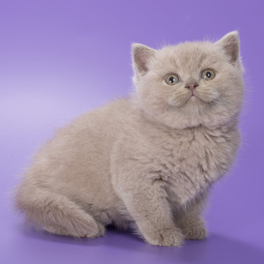 Fabian British Shorthair male, fawn