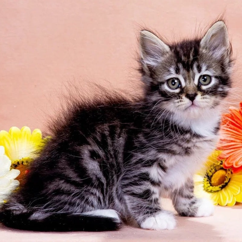 Zhikharka Siberian male, black with white spotted tabby