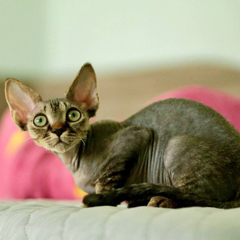 Michael Devon Rex male, black spotted tabby