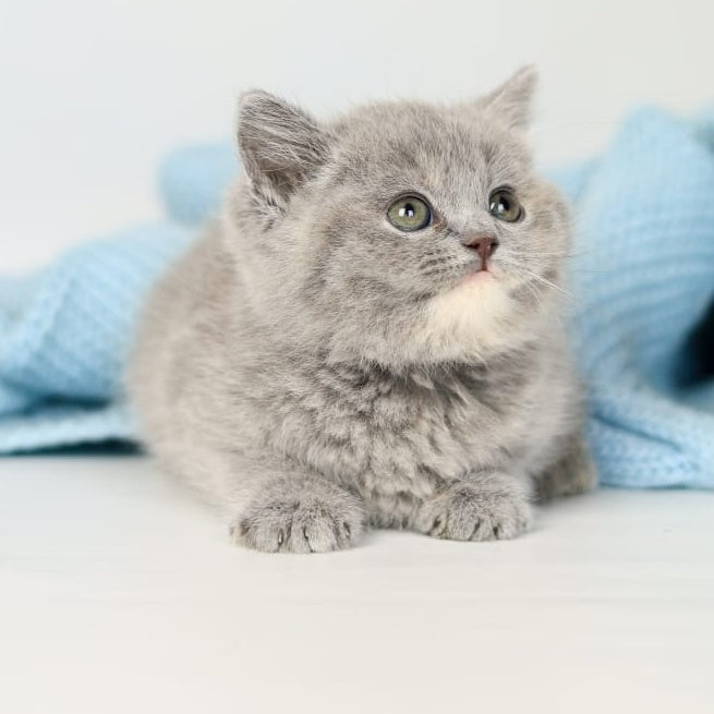 Perseya British Shorthair female, blue tortie