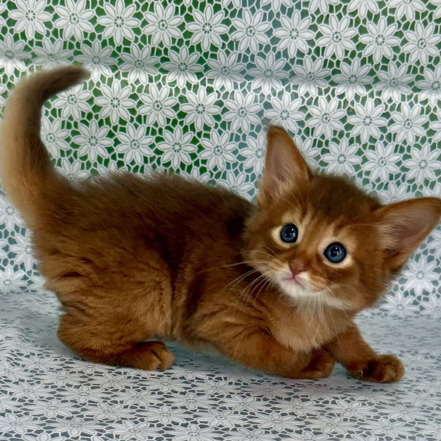 Gabriel Somali male, sorrel