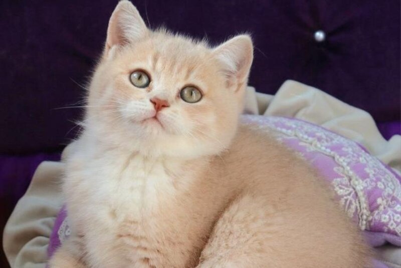 Pamella British Shorthair female fawn golden shaded bicolour - live animals