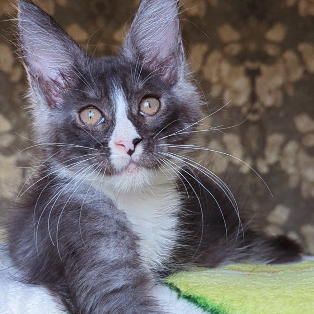 Harisha Maine Coon male, black silver bicolour