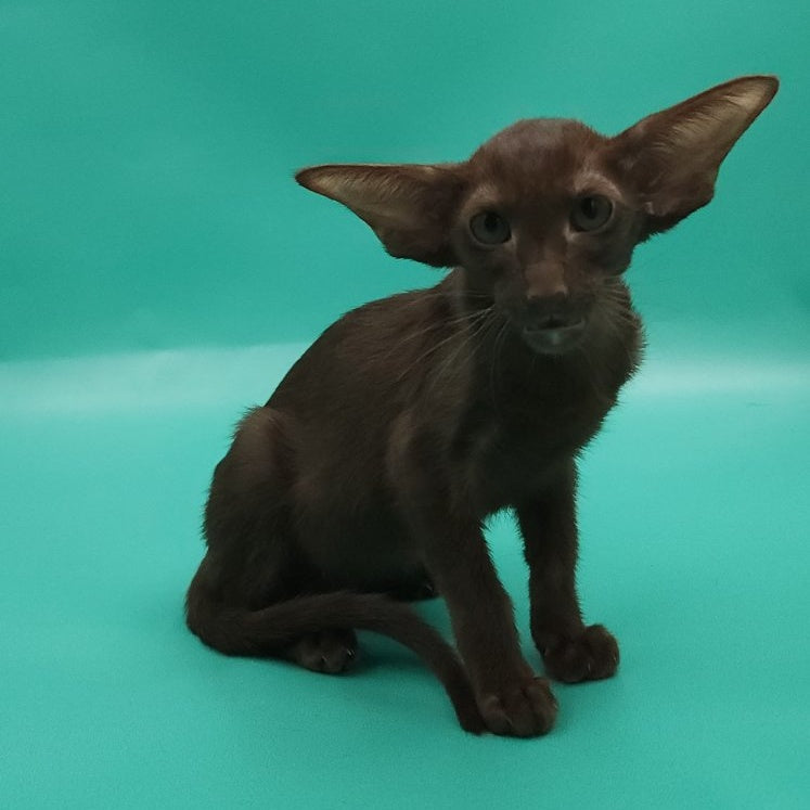 Rafaella Oriental Shorthair female, chocolate