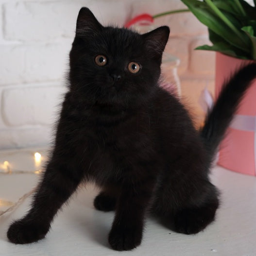 Armani British Shorthair male, black