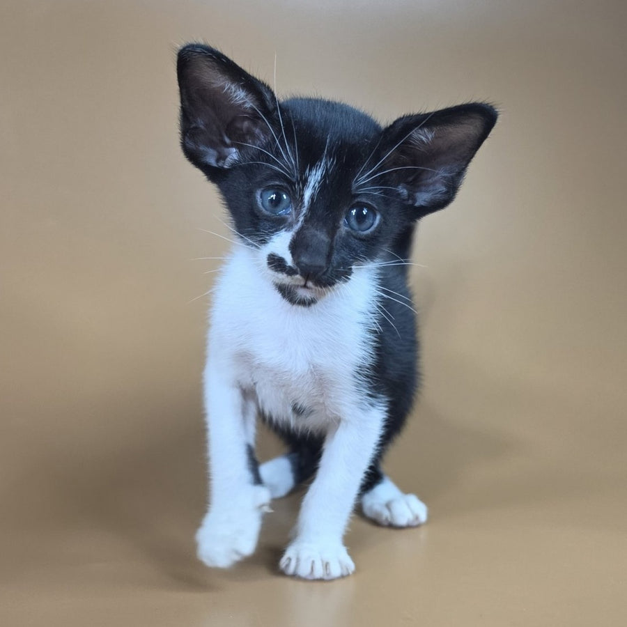 Dreamcake Oriental Shorthair female, black bicolour