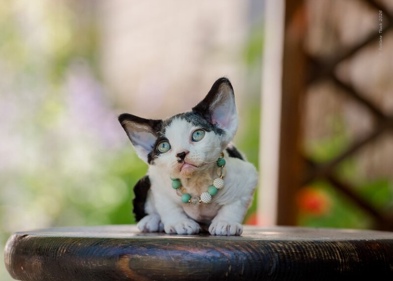 Luntik Devon Rex male, black harlequin