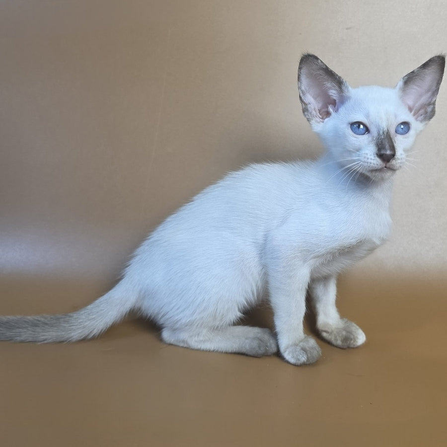 Eir Siamese female, black tortie