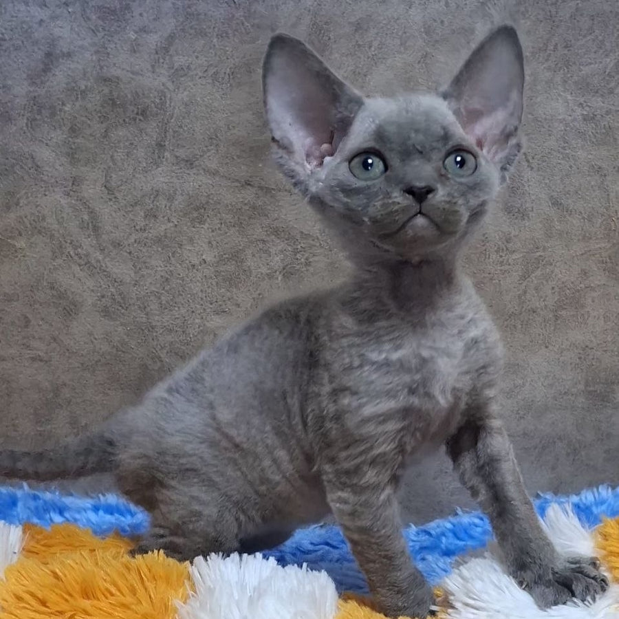 Felix Devon Rex male, blue