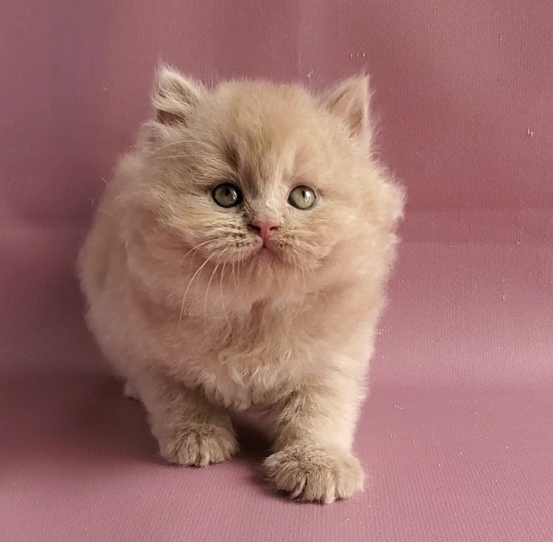 Teo British Longhair male fawn - live animals