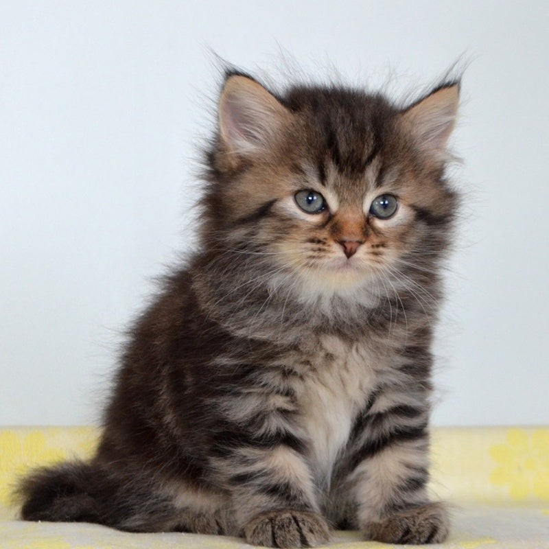 Tiffany Siberian female, black tabby