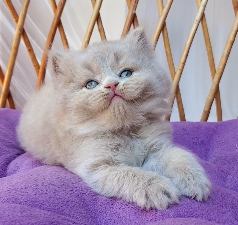 Yoshi British Longhair male, fawn
