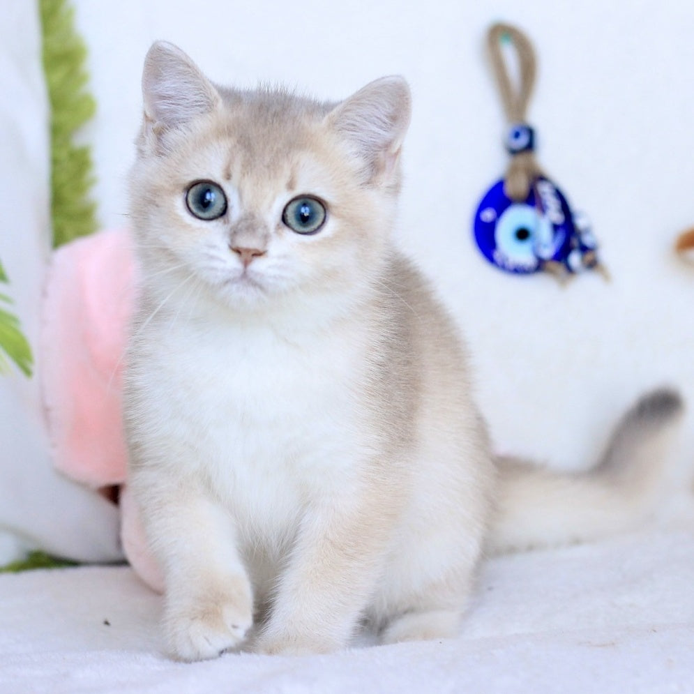 Webster British Shorthair male, blue golden chinchilla