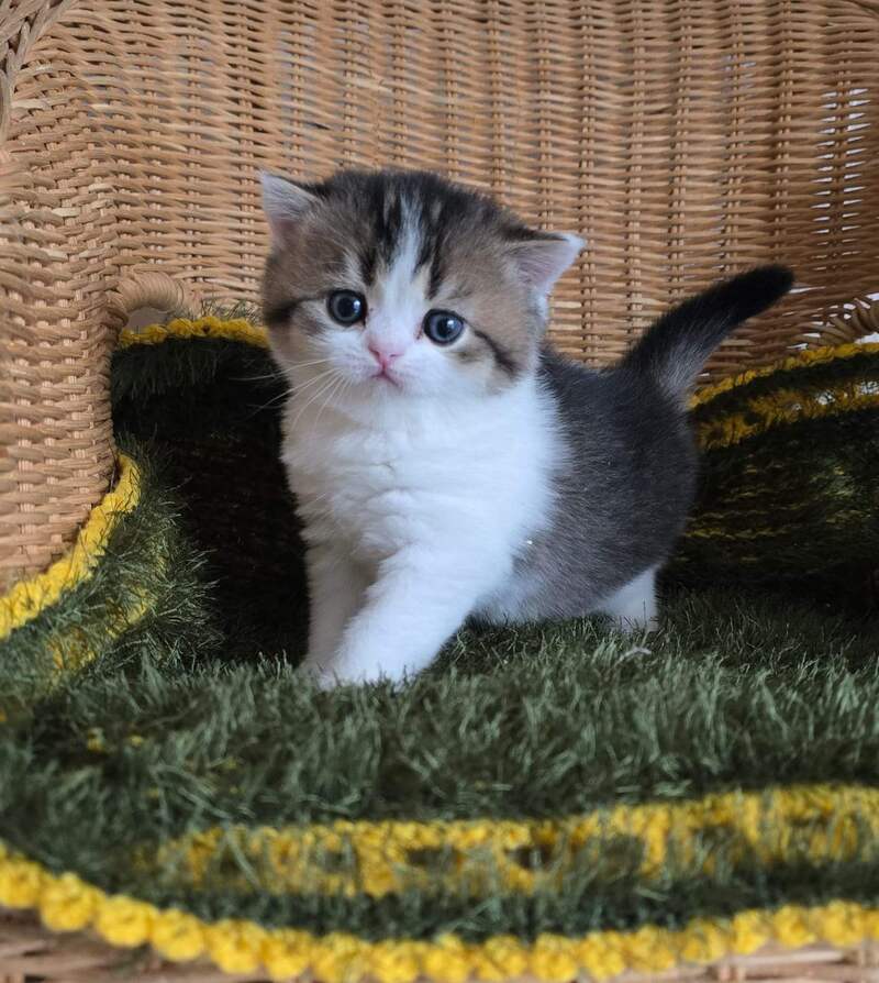 Olimpya Scottish Straight female black ticked tabby bicolour - live animals