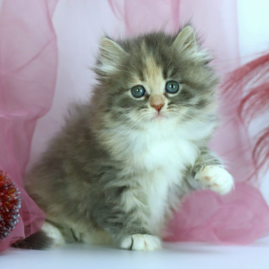 India Siberian female, blue tortie with white spotted tabby