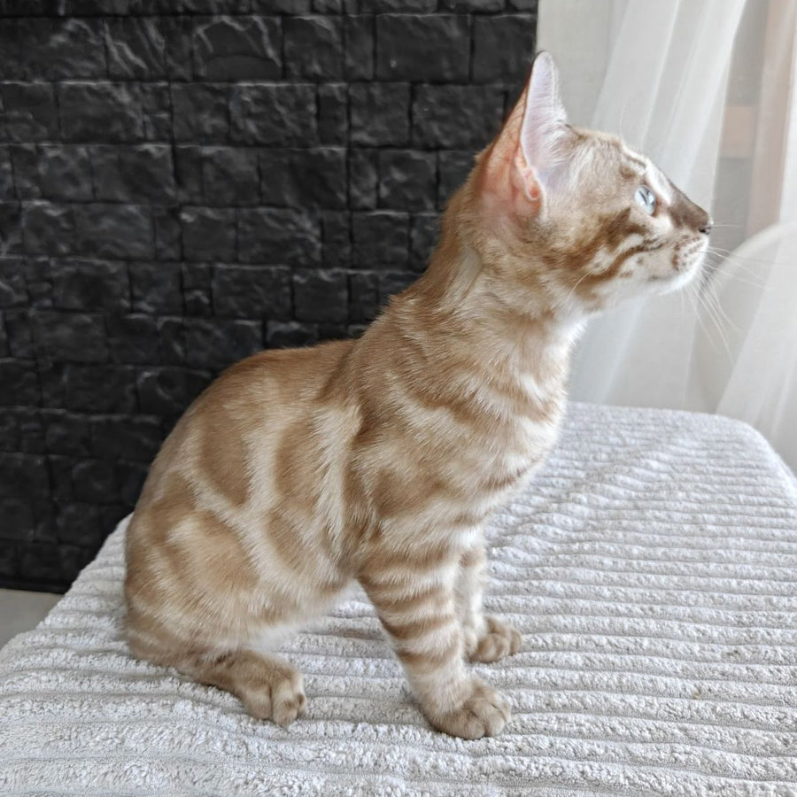 Iron Bengal male, black amber spotted tabby pointed