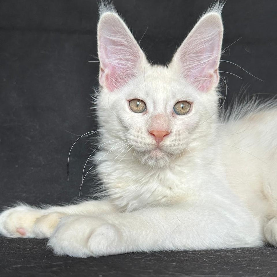 Jumbo Maine Coon polydactyl 6x6x6x6 male, red silver shaded