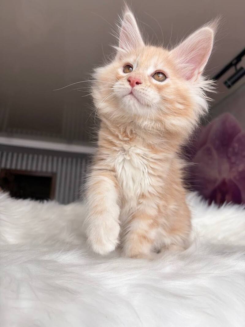 Wisdom Maine Coon male, cream silver tabby