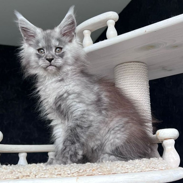 Оlea Maine Coon female, black silver