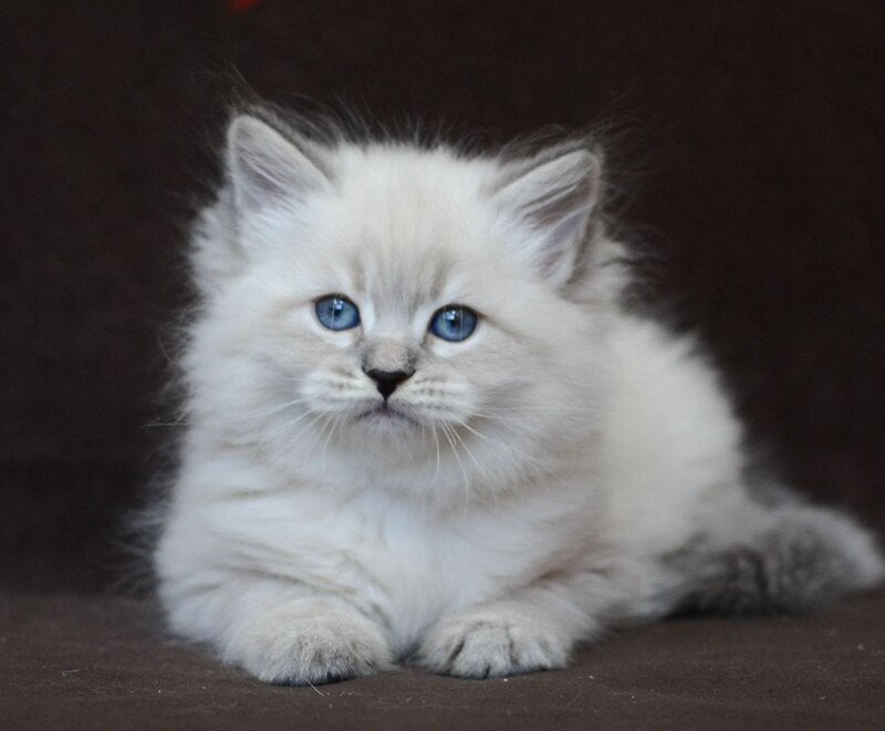 Eliksir Neva Masquerade male, blue tabby pointed