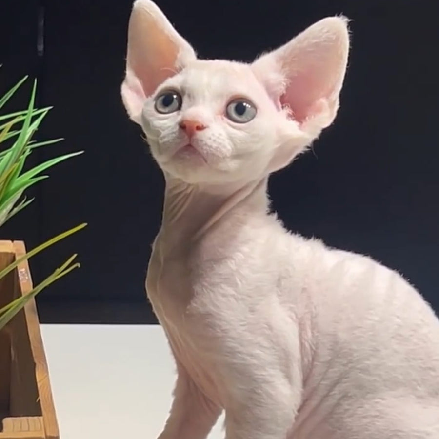 Pixi Devon Rex male, white