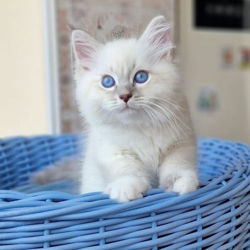Dimas Siberian male, blue with white tabby pointed