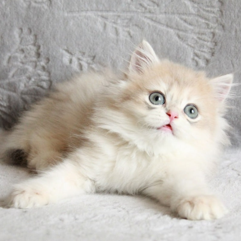 Kaiser British Longhair male, blue golden chinchilla