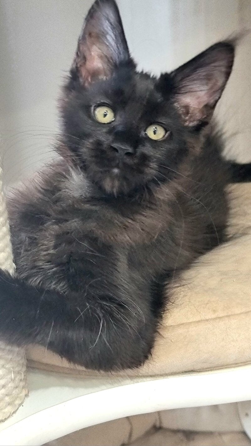 Debora Maine Coon female black with white - live animals