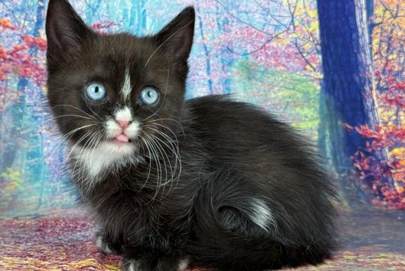 Zevs Munchkin male, black bicolour