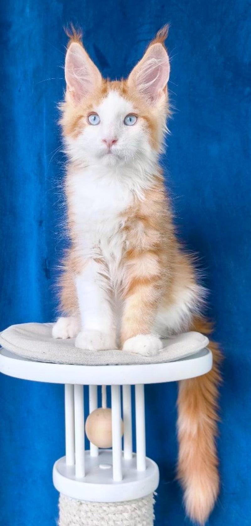 Laky Strike Maine Coon male, red bicolour tabby