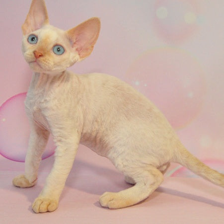 Ace Devon Rex male, red pointed