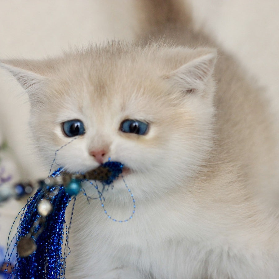 Xena British Shorthair female, blue golden chinchilla