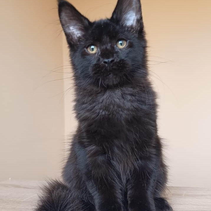 Deniz Maine Coon male, black