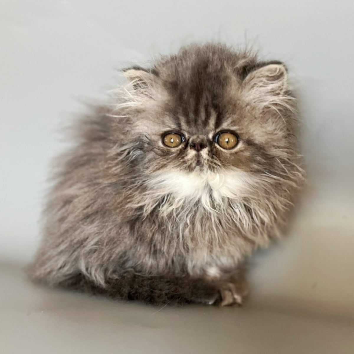 Balloo Persian male, blue silver spotted tabby